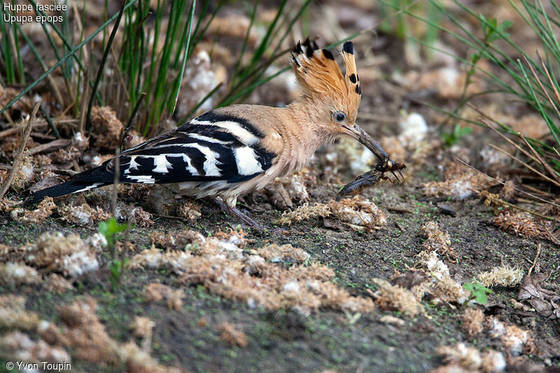 Huppe fasciée, identification