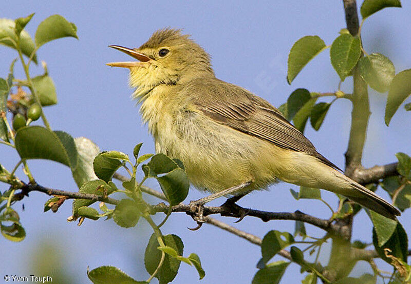 Melodious Warbler