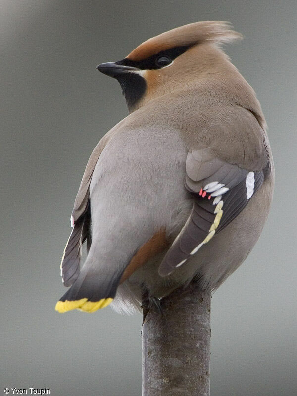 Bohemian Waxwing, identification