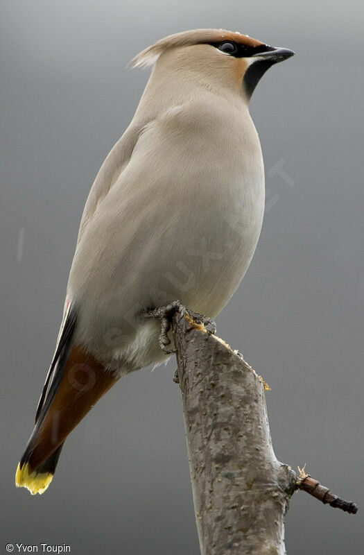 Bohemian Waxwing, identification