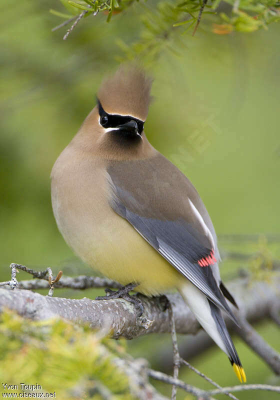 Cedar Waxwingadult, identification