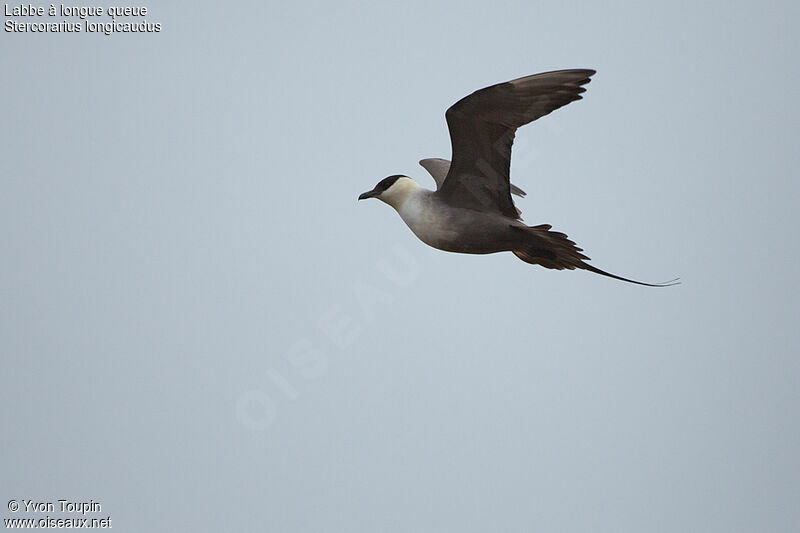 Long-tailed Jaeger, Flight