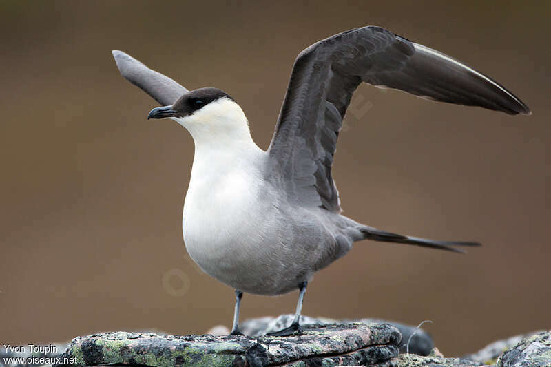 Long-tailed Jaegeradult, aspect, pigmentation, Behaviour