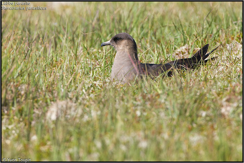 Labbe parasiteadulte nuptial, identification