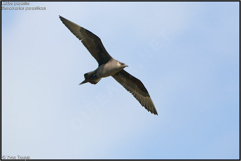 Parasitic Jaegeradult breeding, Flight