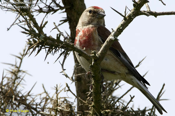 Common Linnet