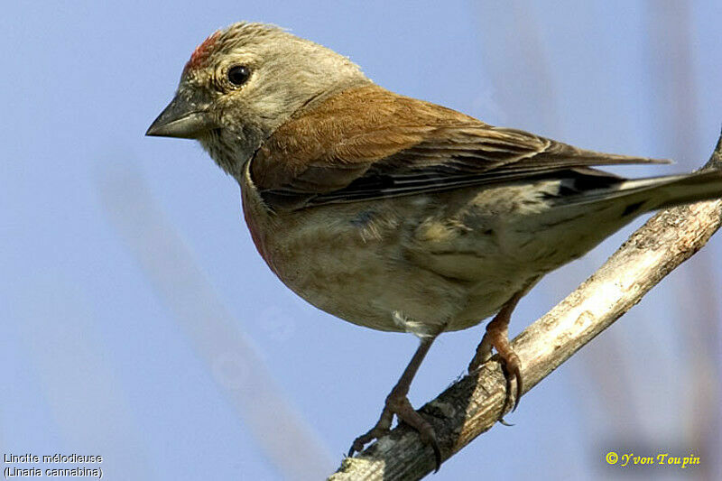 Common Linnet