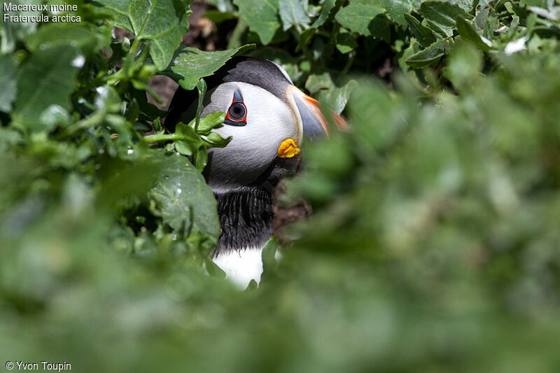 Atlantic Puffin