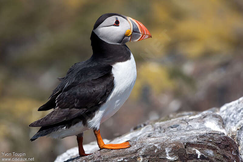 Atlantic Puffin male adult breeding, identification