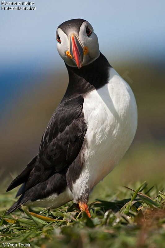 Atlantic Puffin, identification