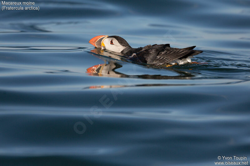 Atlantic Puffin, Behaviour