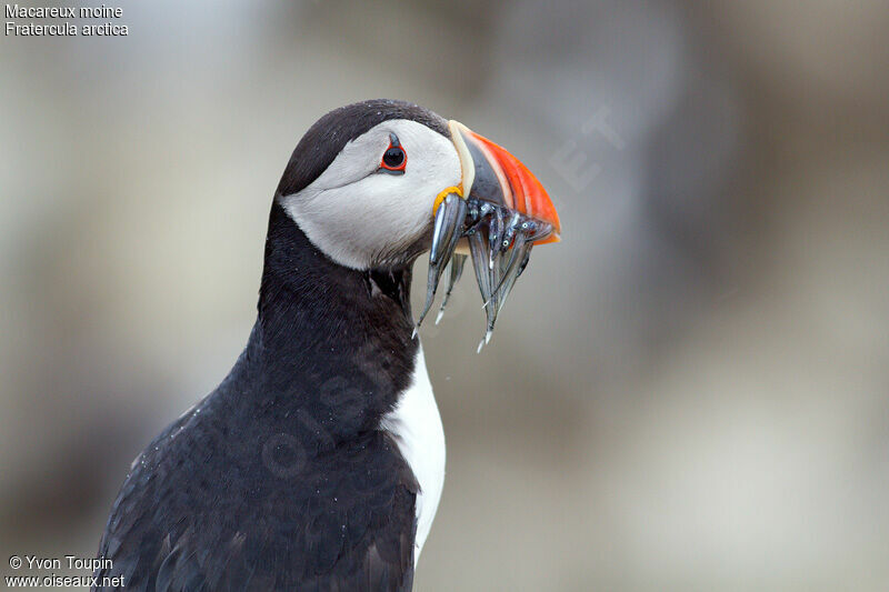 Atlantic Puffin, identification, feeding habits, Behaviour