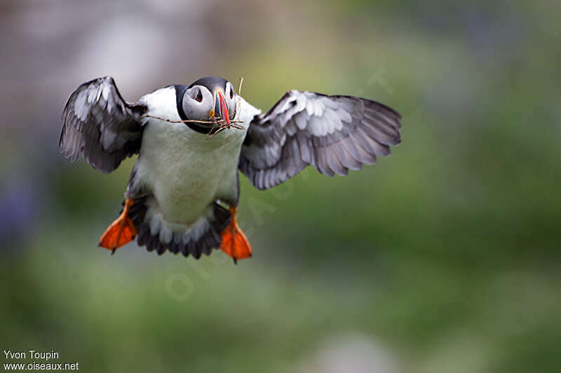 Atlantic Puffinadult, Flight, Reproduction-nesting, Behaviour