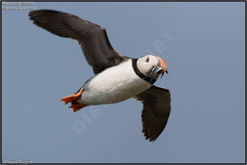 Atlantic Puffin, Flight