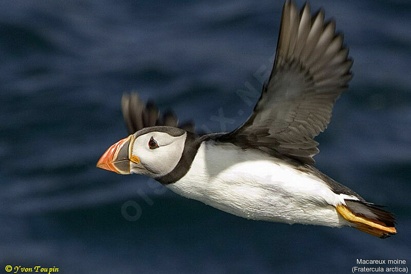 Atlantic Puffin, Flight