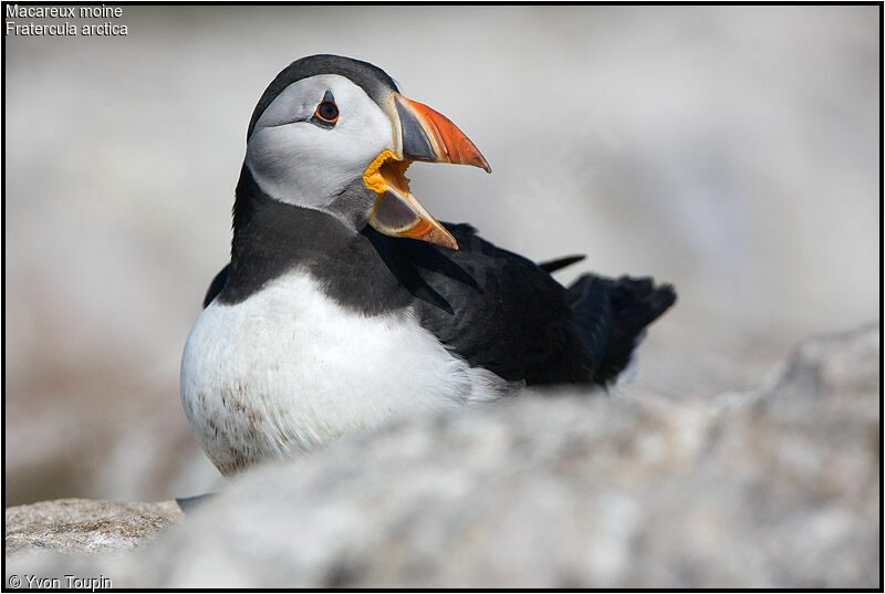 Atlantic Puffin, identification