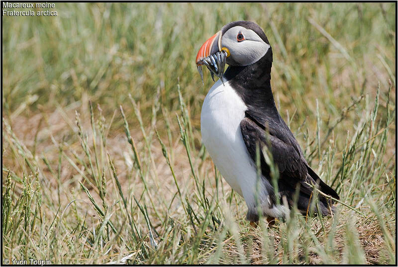 Atlantic Puffin, feeding habits