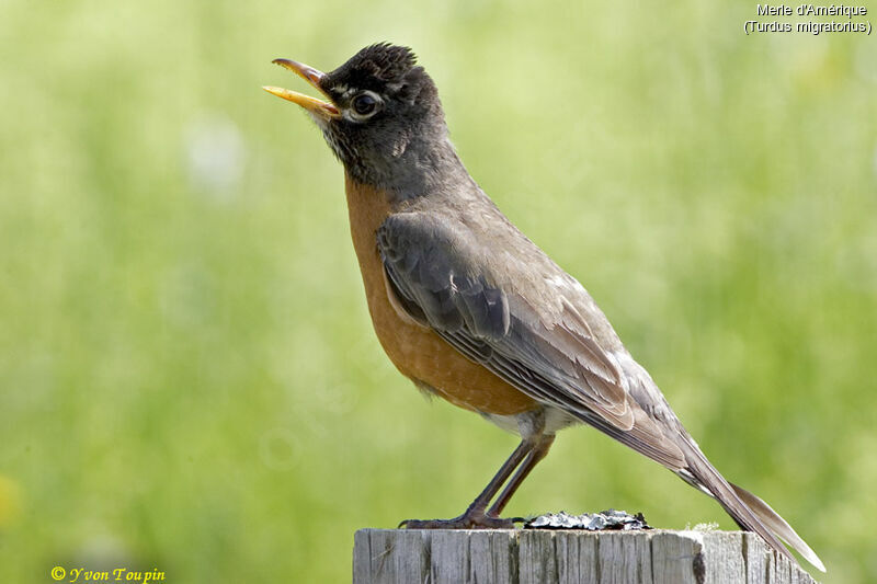 American Robin, identification