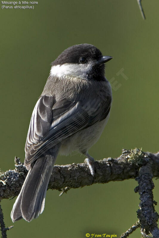 Mésange à tête noire, identification