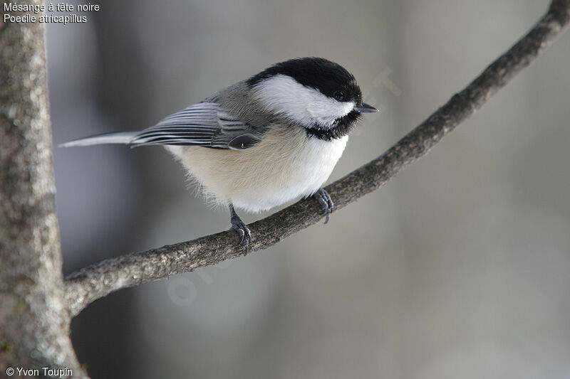 Black-capped Chickadee, identification