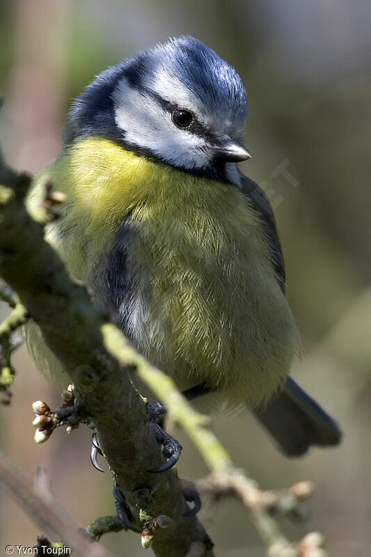 Eurasian Blue Tit, identification