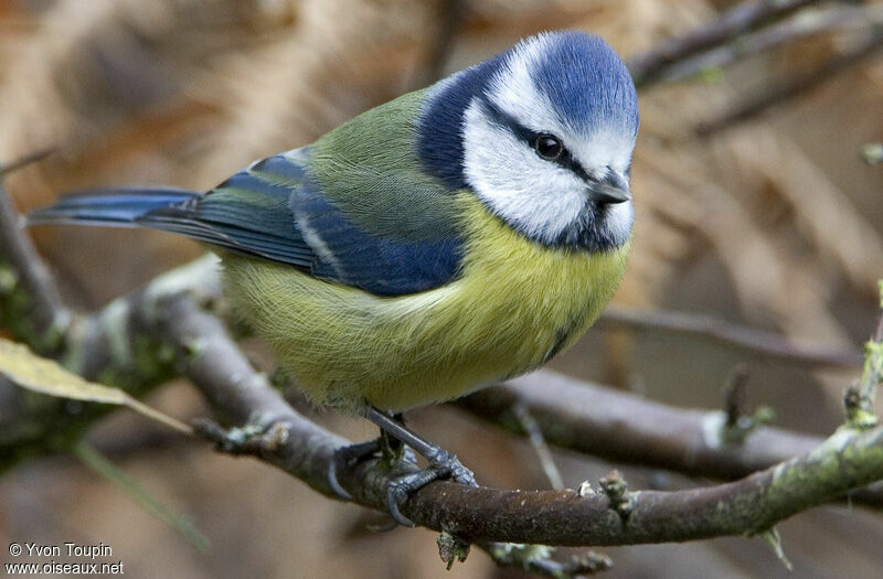 Eurasian Blue Tit