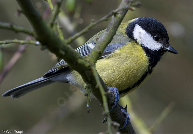 Great Tit