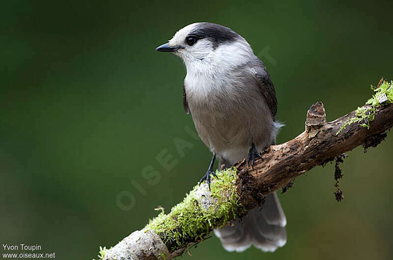 Canada Jay, identification