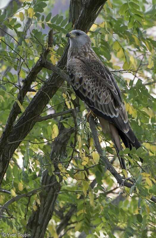 Red Kite