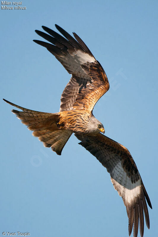 Red Kite, Flight