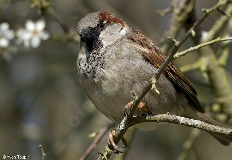 House Sparrow male, identification