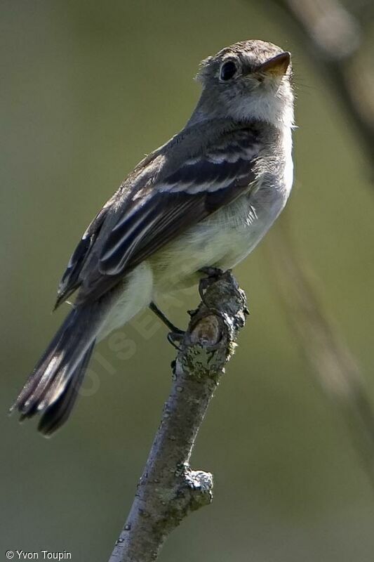 Least Flycatcher