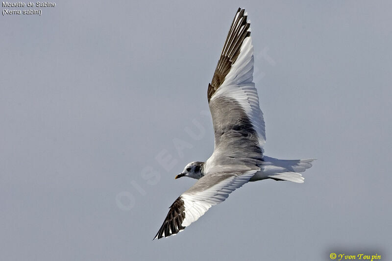 Mouette de Sabine, Vol