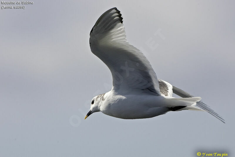 Sabine's Gull, Flight