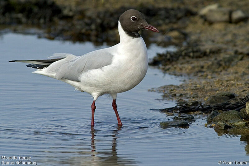 Black-headed Gull, identification