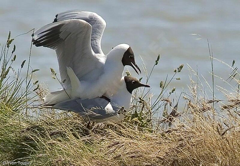 Black-headed Gull, Behaviour