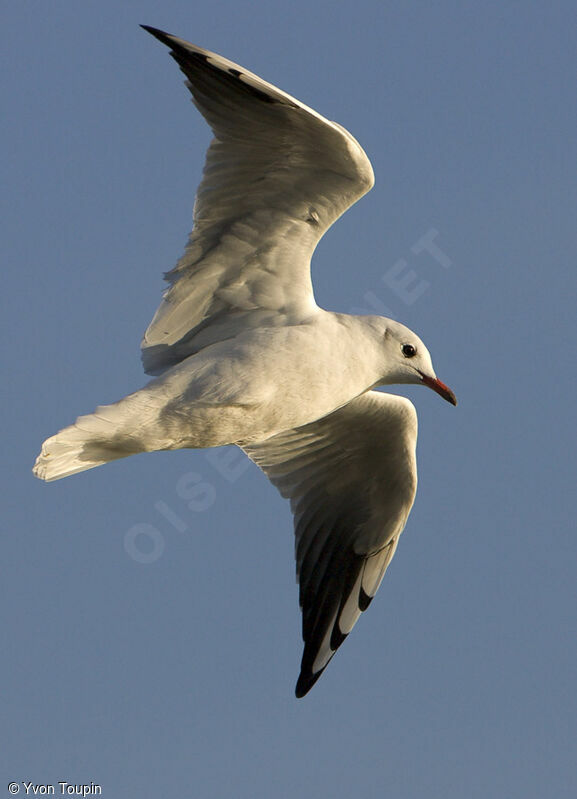 Mouette rieuse, Vol