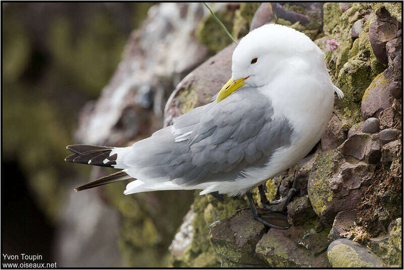 Black-legged Kittiwakeadult breeding, identification