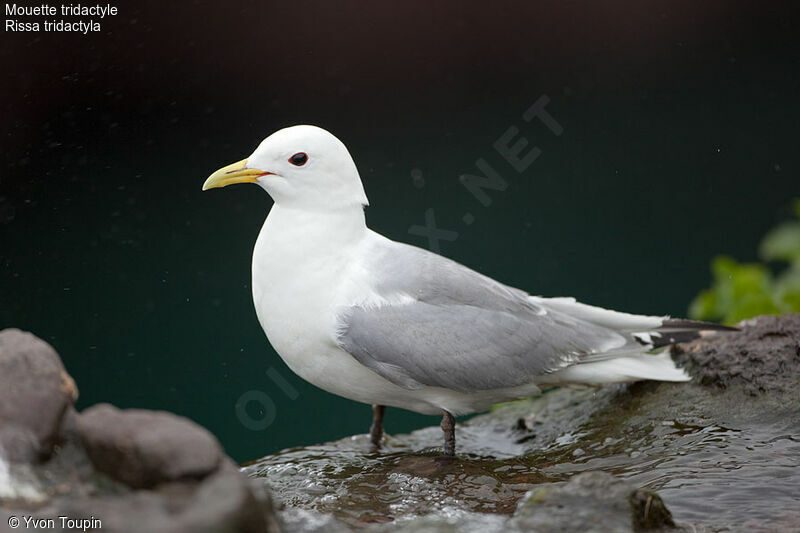 Black-legged Kittiwake, identification