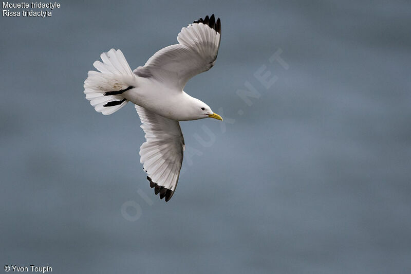 Black-legged Kittiwake, Flight