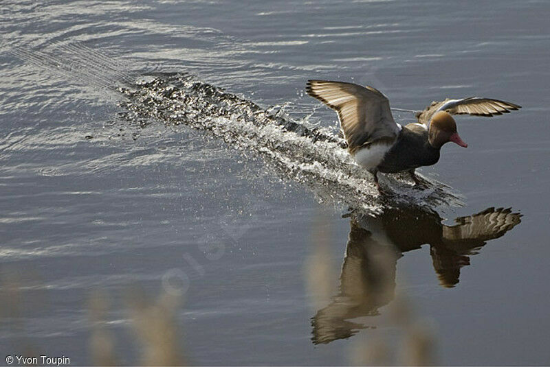 Red-crested Pochard male