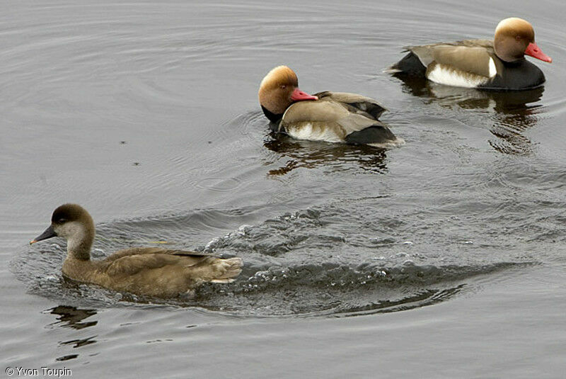 Red-crested Pochard male