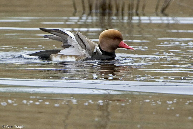 Red-crested Pochard male