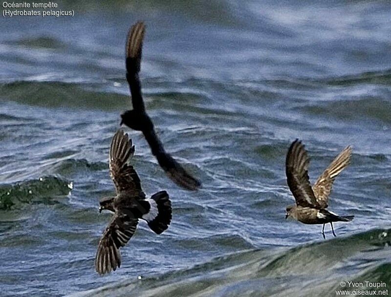 European Storm Petrel, Flight