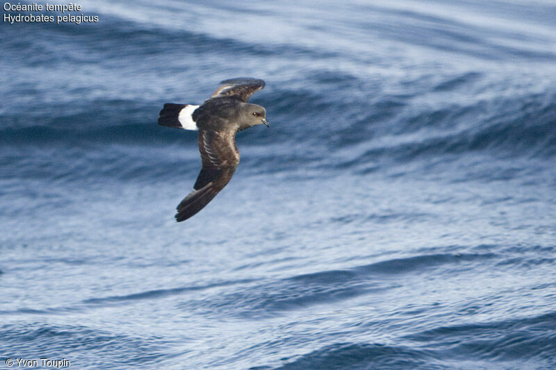 European Storm Petrel, Flight