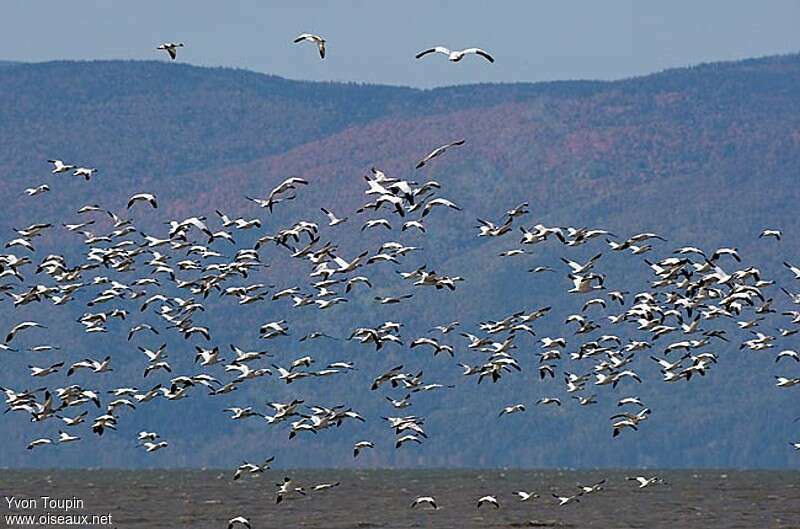 Snow Goose, Flight, Behaviour