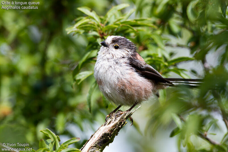 Long-tailed Tit, identification