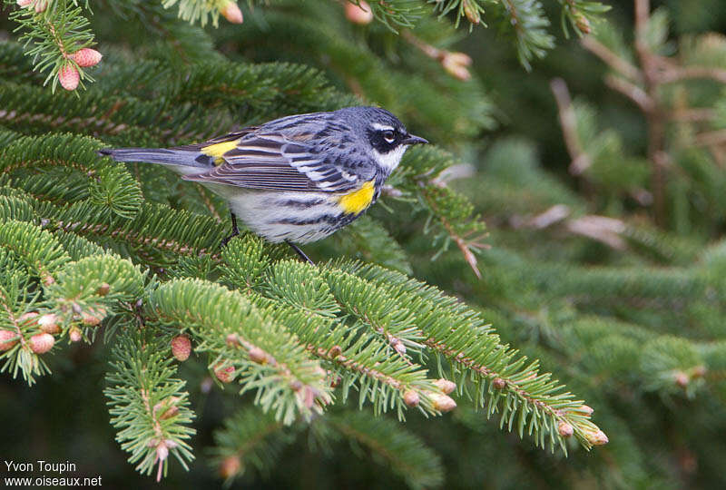 Myrtle Warbler male adult breeding, habitat