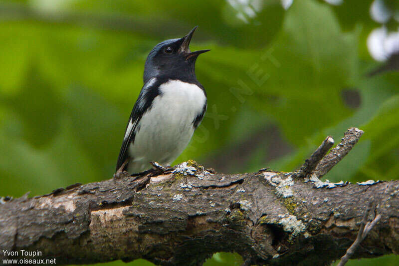 Black-throated Blue Warbler male adult, song