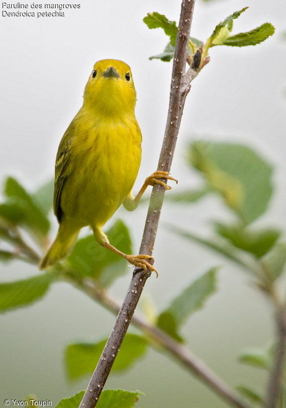 Paruline des mangroves, identification